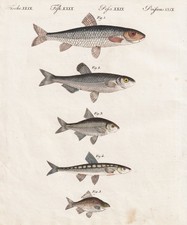 fishes Fische Bitterling Gründling Ellritze engraving Kupferstich Bertuch 1802
