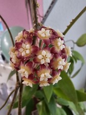 heavenly HOYA Hoya callistophylla Blattschönheit Ableger