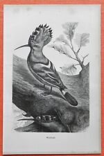 Wiedehopf Upupa epops  Steindruck 1883 Ornithologie 
