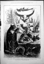 Alte Indianer Jagdtrophäen Zoologische Exemplare H.R.H. Prince Wales