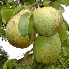 Gräfin von Paris Birnenbaum Winterbirne Kochbirne Buschbaum Halbstamm Hochstamm