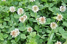 Weißklee weißer Klee Trifolium Repens Bienen Nektarpflanze Futter 100.000 Samen