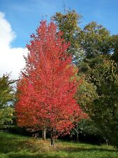 100 Samen Kanadischer Rot Ahorn -Acer rubrum-