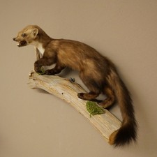 Steinmarder Marder offene