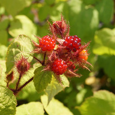 Japanische Weinbeere,  Rubus