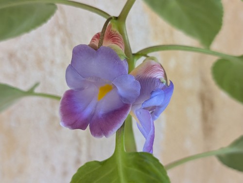 Impatiens jiewhoei samen - jiewhoei,, 8