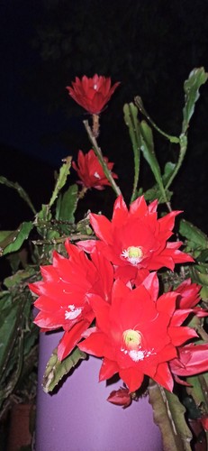 Epiphyllum blattkaktus - epiphyllum,