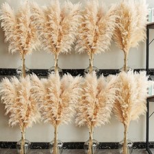40in Pampas Grass 40 Stems
