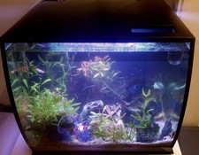 Exklusives FLUVAL Komplett Aquarium 54 L. mit Panzerwelsen abzuholen in Köln