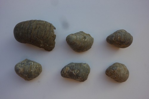 Versteinerungen fossilien - versteinerungen,,