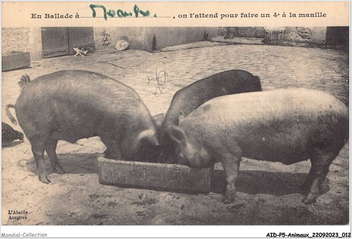 Aidp5 animaux 0391 - aidp5-animaux-0391,