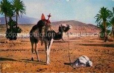 Kamel  Camel Chameau Priere dans le Sahara 