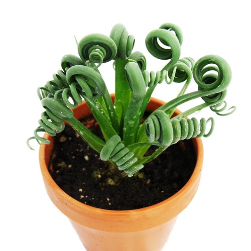 Exotenherz albuca spiralis - exotenherz,