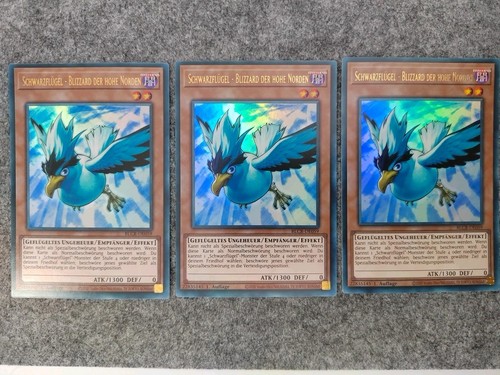 Schwarzflügel blizzard der - 3x,