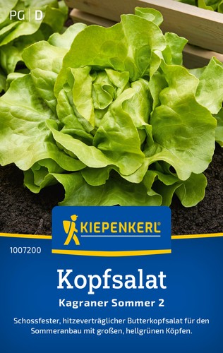 Kopfsalat kagraner sommer 2 - kopfsalat, *