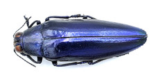 Buprestidae, Chrysochroa