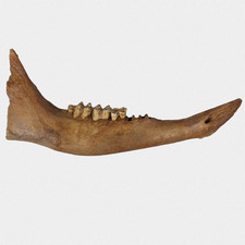 Fossil Steppenbison Unterkiefer-Knochen Jakutien Quartär Pleistozän B. Priscus