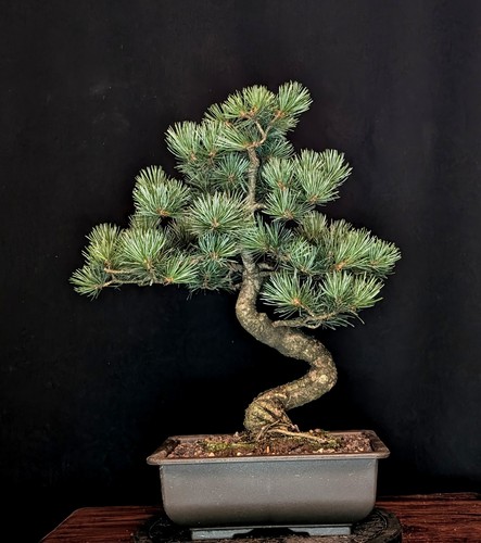 Bonsai mädchenkiefer pinus - bonsai,