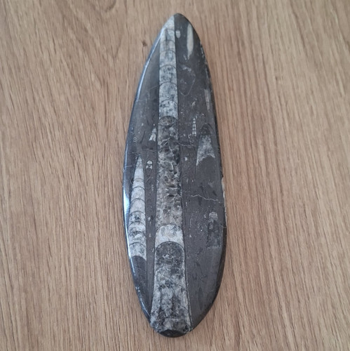 Tierfossil polierter