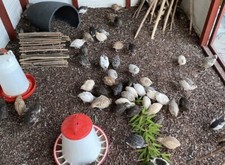 Wachteleier 12 Bruteier Japanische Legewachteln Wachtel Wachteln alle Farben