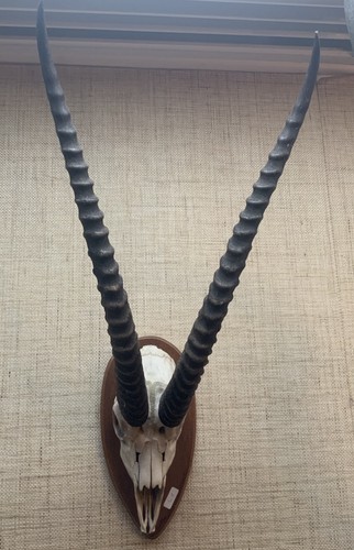 Jagdtrophäe hörner geweih - hörner,
