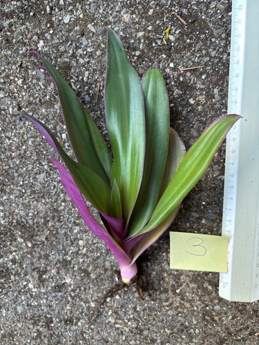 Zweifarbige dreimasterblume - zweifarbige,