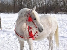 edle rote Araber-Trense schön