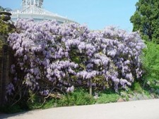 mächtiger Schlinger - Blauregen - Glyzinie 150 - 200 cm