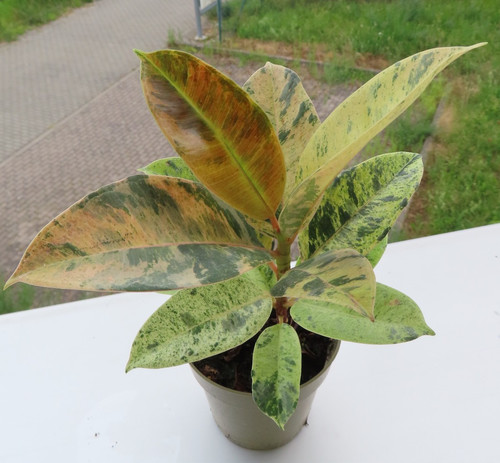 Ficus elasica shivereana
