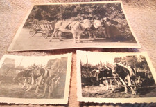 3 Alte Fotos Kuhgespann mit