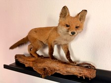 Präparierter rotfuchs auf - rotfuchs,