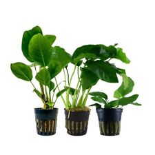 Anubias Set mit 3 Pflanzen Aquariumpflanzen Wasserpflanzen AquaOne Set Nr.242
