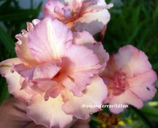 3x Oleander Stecklinge  R. DU VENTOUX syn. MRS. ROEDING SONNENUNTERGANG 
