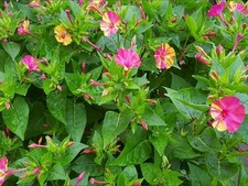 Wunderblume Mirabilis Jalapa