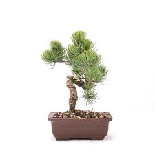 BONSAI Mädchenkiefer 'Pinus
