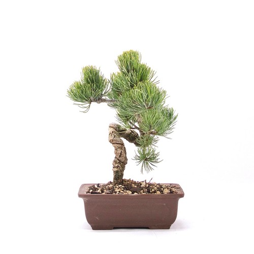 Bonsai mädchenkiefer pinus - mädchenkiefer, 'pinus