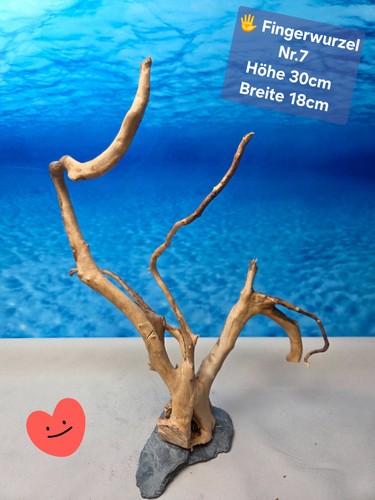 Fingerwurzel aquarium - 🌳fingerwurzel,