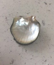 Perlmutt Muschel Seifenschale Dekoration Ablage 10x10 cm