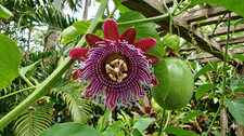 Samen riesen granadilla - 10, riesen-granadilla