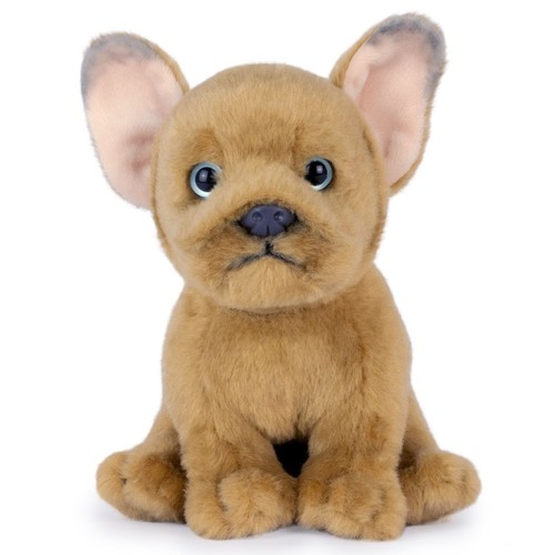Franz bulldogge welpe beige - bulldogge,