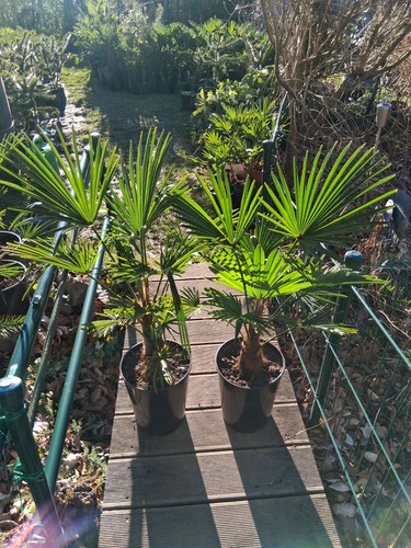 Trachycarpus wagnerianus - x,