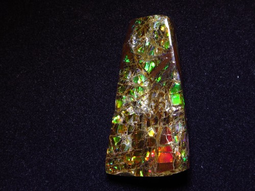 Ammolith 7 carat - (kanada), 39,7
