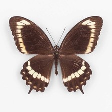 Papilio Canopus Hypsiclides