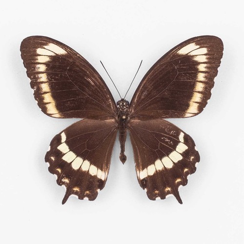 Papilio canopus hypsiclides - canopus,