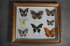 8 Schmetterlinge im