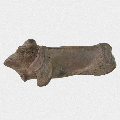 Fossil fersenbein steppenbison - fersenbein,