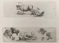 Kuh Schafe Ziegenbock Tier-Köpfe - Carl von Vittinghoff 2 Radierungen Tiere 1807