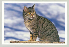 1 AK Katze 2; - NEU !!! *