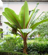 BALDUR Garten Winterharte