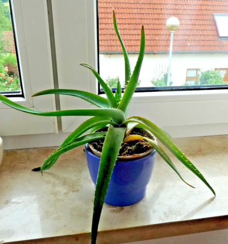 Heilpflanze aloe vera - aloe,